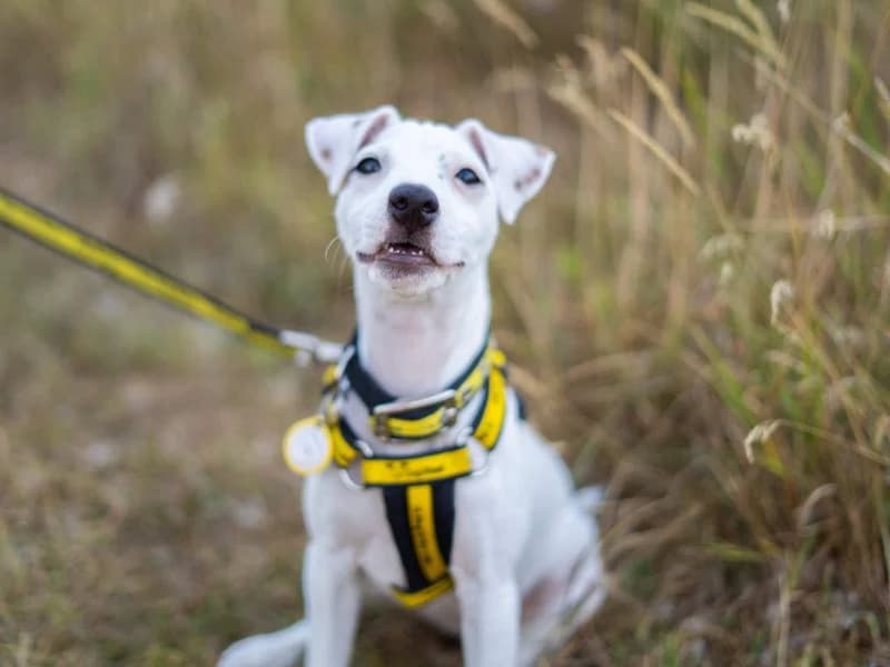 Bobby, female puppy Jack Russell Terrier for adoption at Dogs Trust Newbury, Newbury
