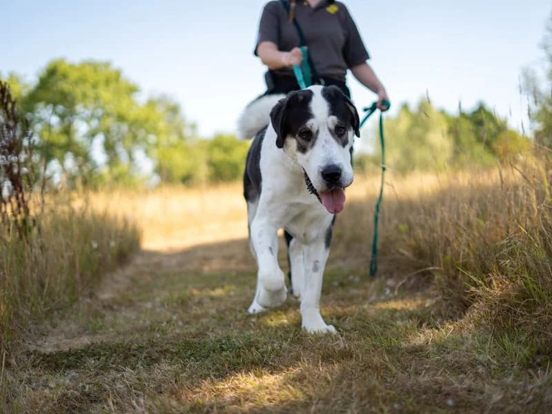 Ragnor, male young Mixed Breed for adoption at Dogs Trust Newbury, Newbury