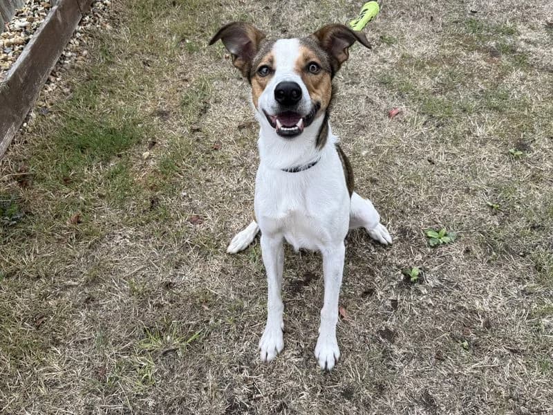 Archer, male young Border Collie for adoption at Dogs Trust Newbury, Newbury