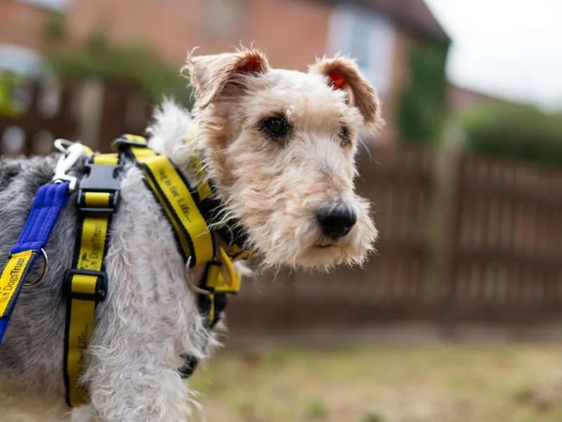 Munchkin, female senior mixed breed for adoption at Dogs Trust Newbury, Newbury