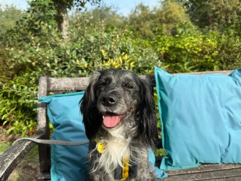 Chloe, female senior Collie for adoption at Dogs Trust Newbury, Newbury