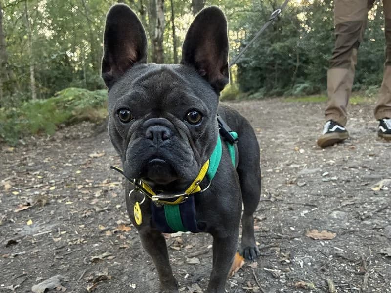 Buffy, female young English Bulldog for adoption at Dogs Trust Newbury, Newbury