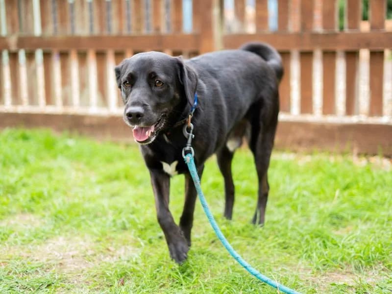 Buddy, male 3yo Labrador Retriever for adoption at Dogs Trust Newbury, Newbury