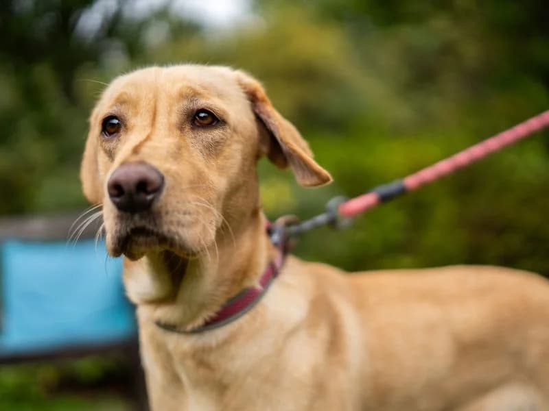 Sophie, female young Labrador Retriever for adoption at Dogs Trust Newbury, Newbury