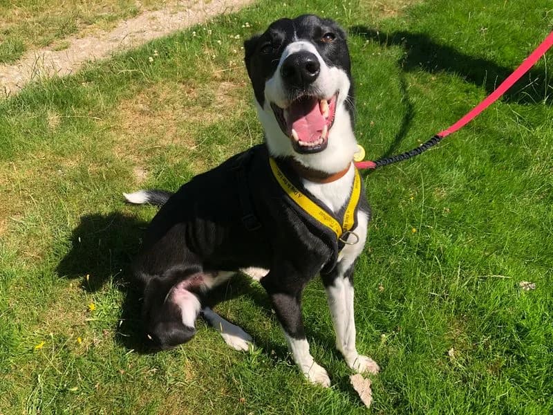 Baxter, male young mixed breed for adoption at Dogs Trust Cumbria, Cumbria