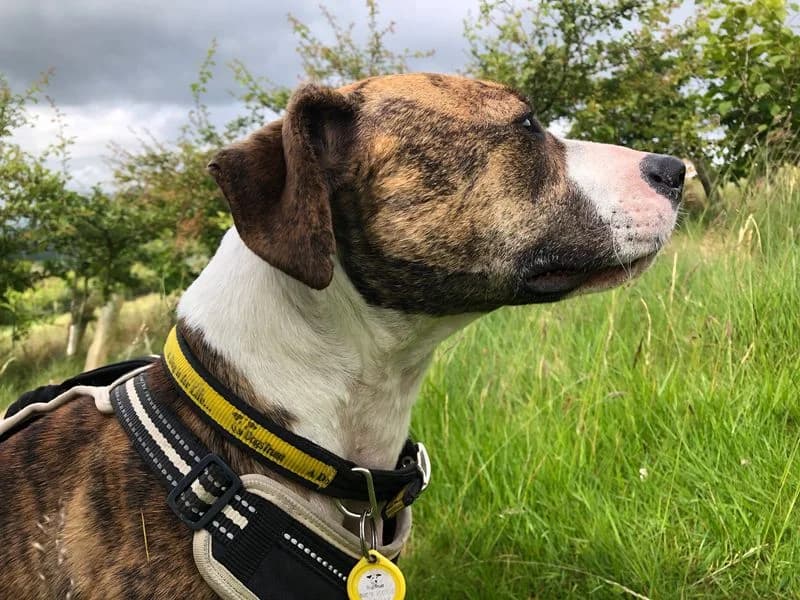 Bracken, female young Staffordshire Bull Terrier for adoption at Dogs Trust Cumbria, Cumbria