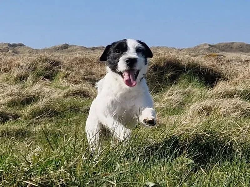 Brock, male young mixed breed for adoption at Dogs Trust Cumbria, Cumbria