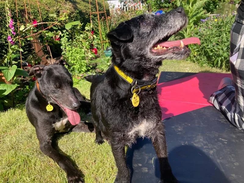 Stan, male senior Mixed Breed for adoption at Dogs Trust Cumbria, Cumbria