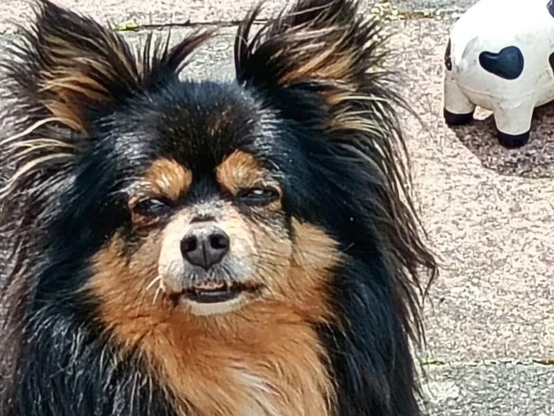 Ruby, female senior Chihuahua for adoption at Dogs Trust Cumbria, Cumbria