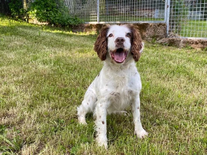 Lola, female senior mixed breed for adoption at Dogs Trust Cumbria, Cumbria