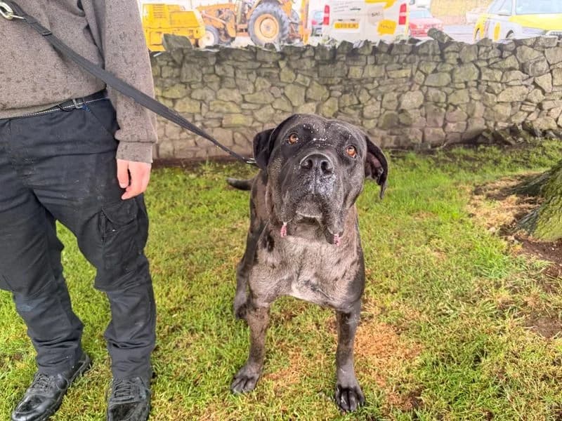 Harry Kane, male 4yo Cane Corso for adoption at Dogs Trust Cumbria, Cumbria
