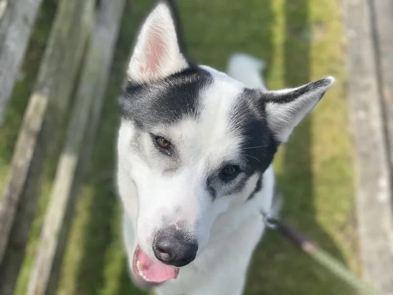 Loki, male young Husky for adoption at Dogs Trust Cumbria, Cumbria
