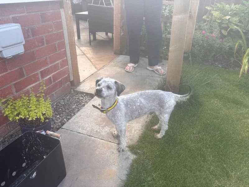 Glen, male 5yo Bichon Frisé for adoption at Dogs Trust Cumbria, Cumbria