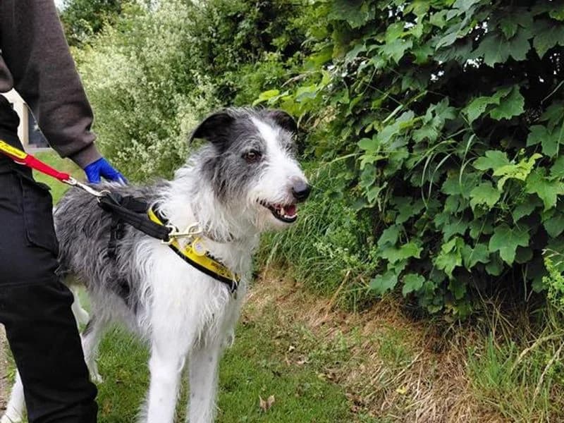 Scruf, male young Lurcher for adoption at Dogs Trust Cumbria, Cumbria