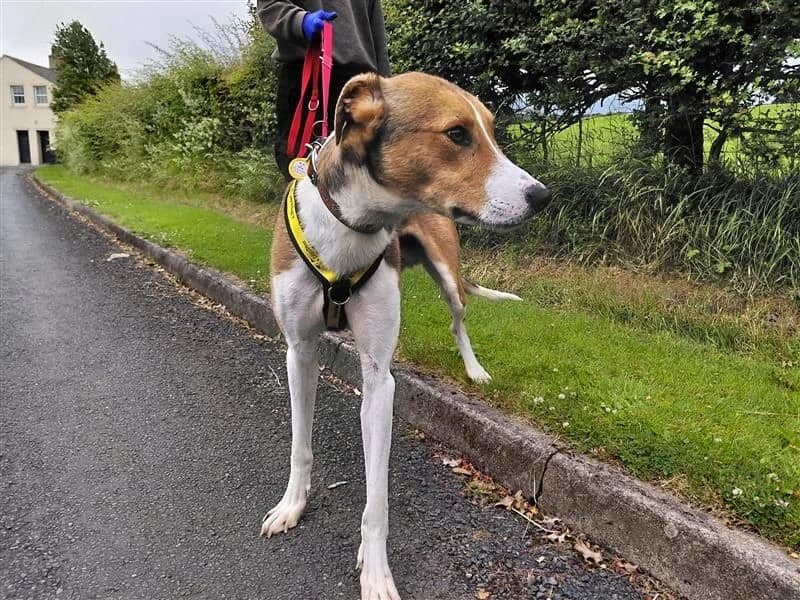 Ernie, male 3yo Lurcher for adoption at Dogs Trust Cumbria, Cumbria
