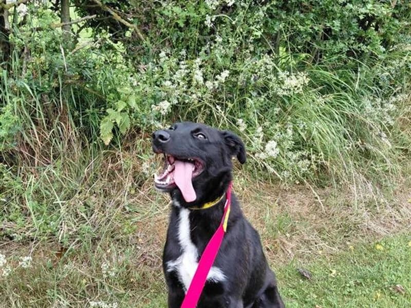 Lassie, female young Border Collie for adoption at Dogs Trust Cumbria, Cumbria