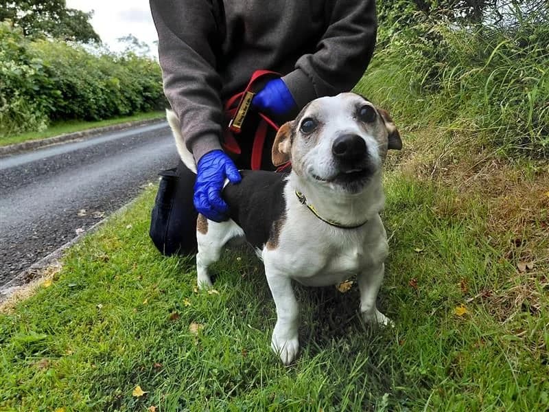 Bobby, male senior Jack Russell Terrier for adoption at Dogs Trust Cumbria, Cumbria
