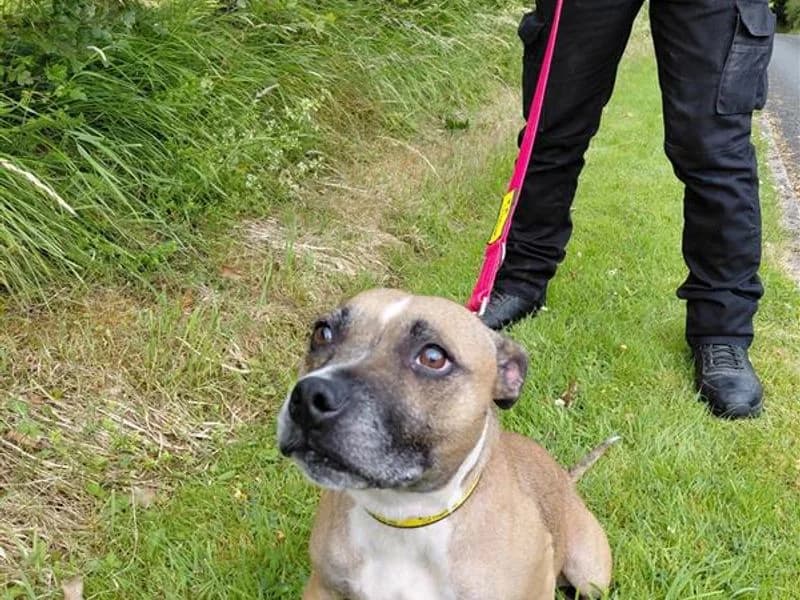 Delilah, female 4yo Staffordshire Bull Terrier for adoption at Dogs Trust Cumbria, Cumbria