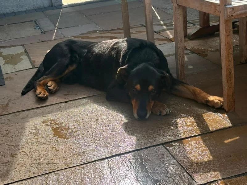 Wilbur, male 7yo mixed breed for adoption at Dogs Trust Cumbria, Cumbria