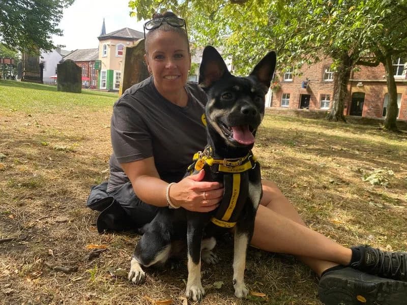Rolo, female young Pomeranian for adoption at Dogs Trust Cumbria, Cumbria