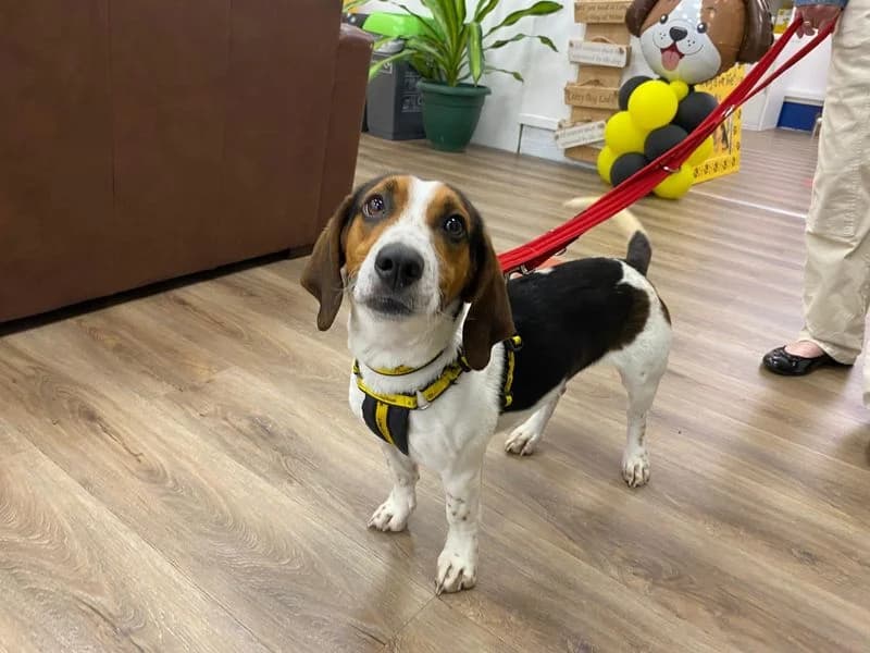 Lady, female young Mixed Breed for adoption at Dogs Trust Cumbria, Cumbria