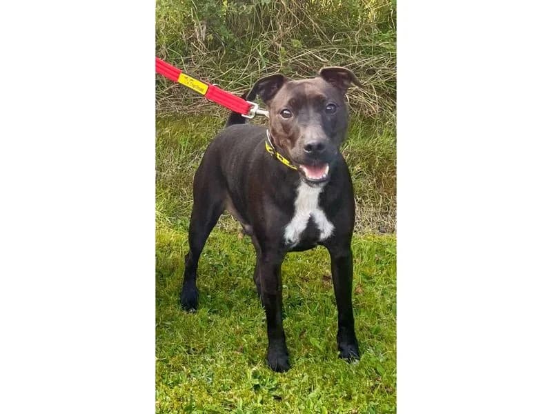 Rolo, male 5yo mixed breed for adoption at Dogs Trust Cumbria, Cumbria