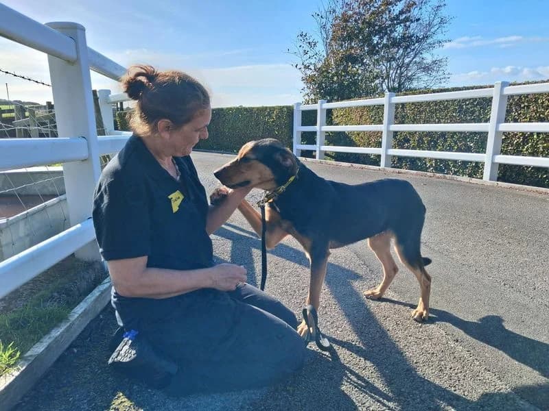 Bleu, male young mixed breed for adoption at Dogs Trust Cumbria, Cumbria