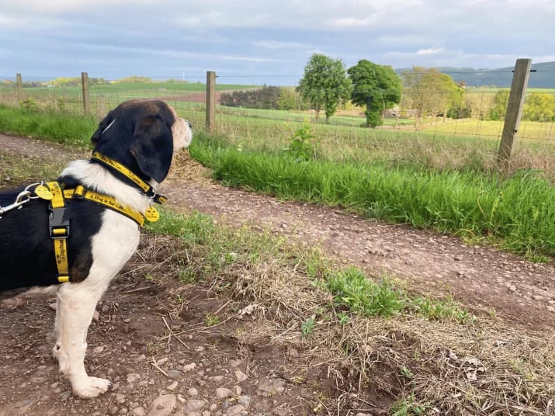 Joni, female senior Beagle for adoption at Dogs Trust Dundee, Dundee