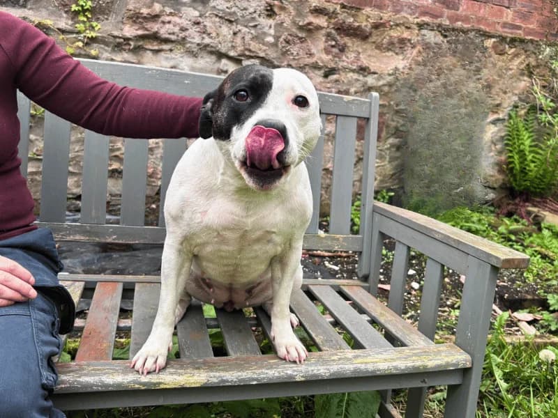 Echo, female 4yo Staffordshire Bull Terrier for adoption at Dogs Trust Dundee, Dundee