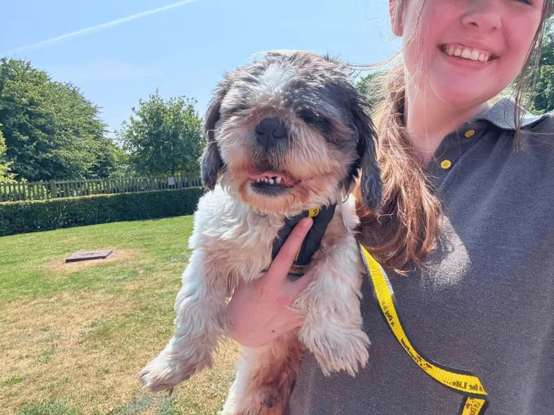 Woody, male 5yo Shih Tzu for adoption at Dogs Trust Dundee, Dundee
