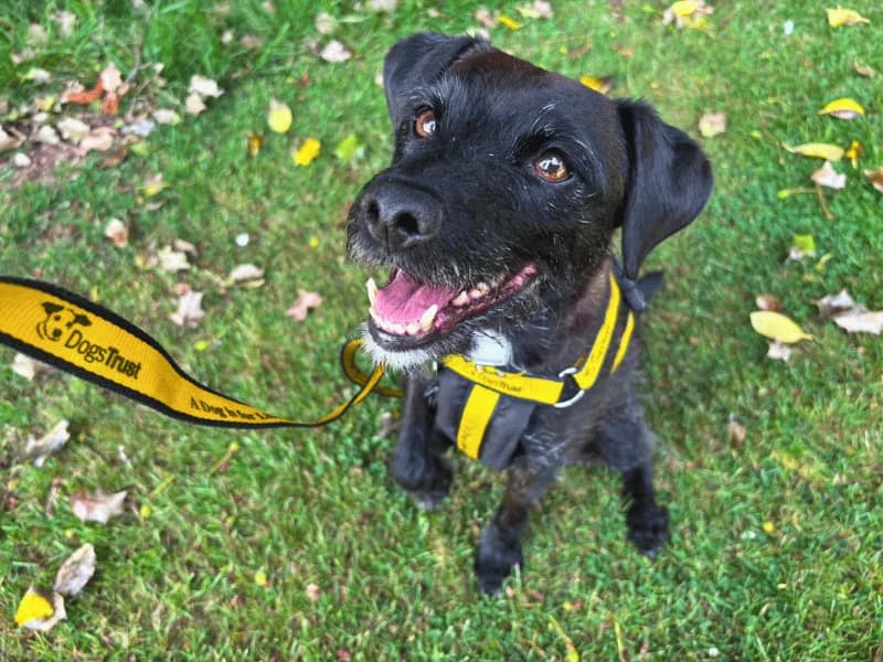 Kali, female 6yo Border Collie for adoption at Dogs Trust Dundee, Dundee
