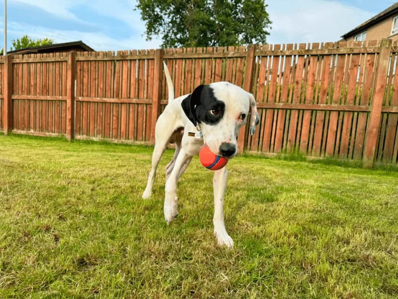 Bruno, male young Staffordshire Bull Terrier for adoption at Dogs Trust Dundee, Dundee