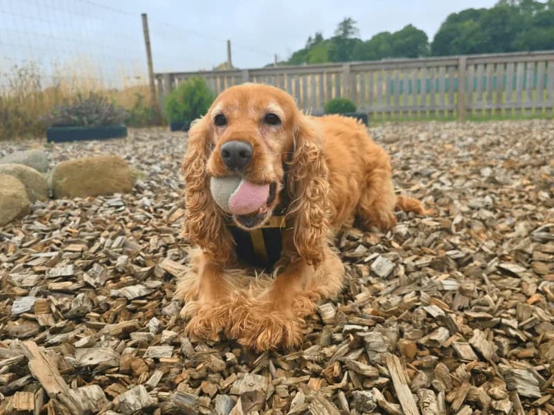 Lady, Cocker Spaniel (Dogs Trust Dundee)