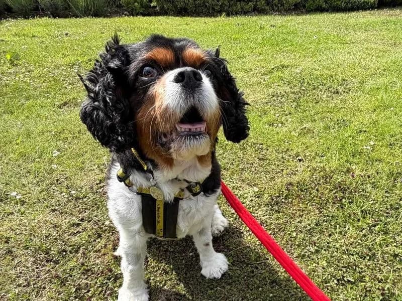 Martha, female senior Cavalier King Charles Spaniel for adoption at Dogs Trust Shoreham, Shoreham by Sea