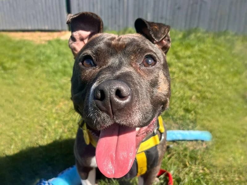Gusty, male young Staffordshire Bull Terrier for adoption at Dogs Trust Shoreham, Shoreham by Sea
