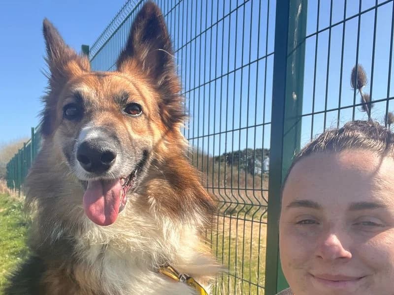 Trilby, male 4yo Border Collie for adoption at Dogs Trust Shoreham, Shoreham by Sea