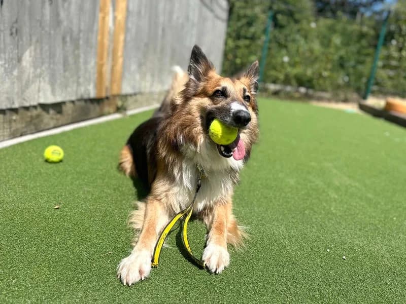 Trilby, male 4yo Border Collie for adoption at Dogs Trust Shoreham, Shoreham by Sea