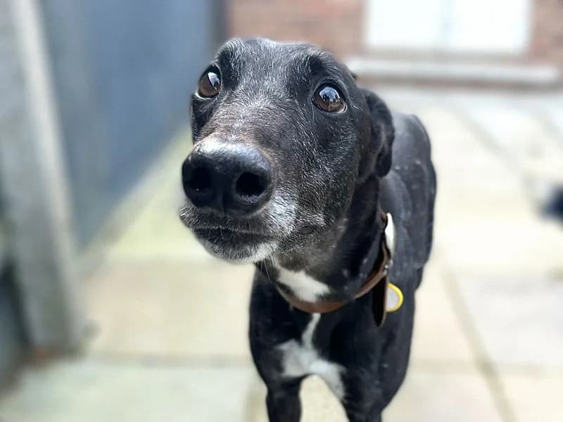 Percy, male 4yo Greyhound for adoption at Dogs Trust Shoreham, Shoreham by Sea