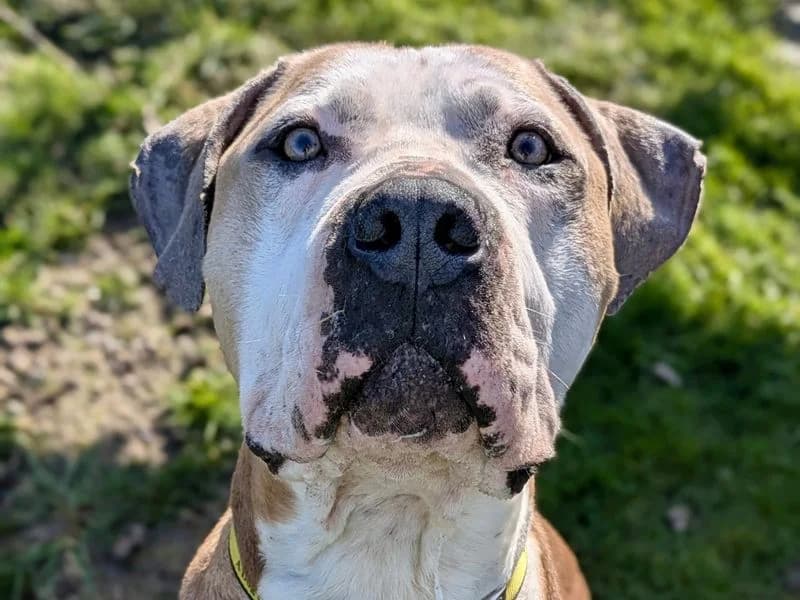 Hamish, male 4yo Great Dane for adoption at Dogs Trust Shoreham, Shoreham by Sea