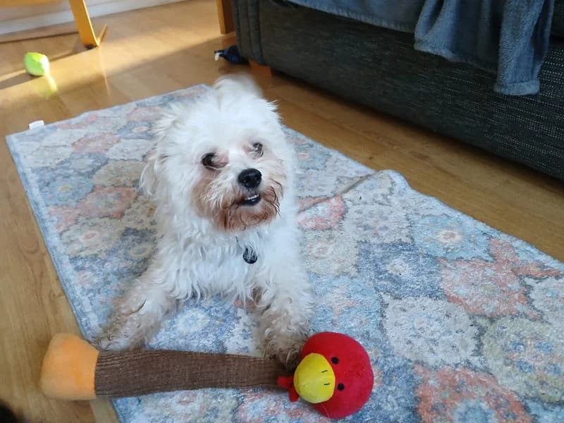 Bruce, male 5yo mixed breed for adoption at Dogs Trust Shoreham, Shoreham by Sea