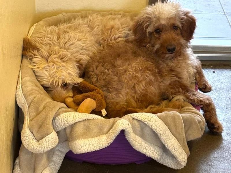 McQueen (& Dean), male 4yo Poodle for adoption at Dogs Trust Shoreham, Shoreham by Sea