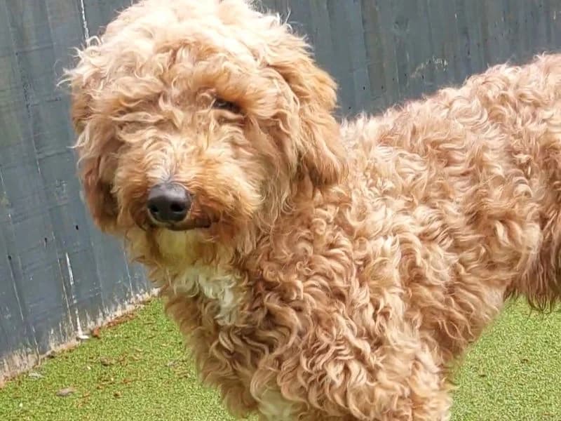 Flynn, male young Poodle for adoption at Dogs Trust Shoreham, Shoreham by Sea