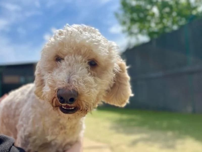 Dolly, female 3yo Poodle for adoption at Dogs Trust Shoreham, Shoreham by Sea