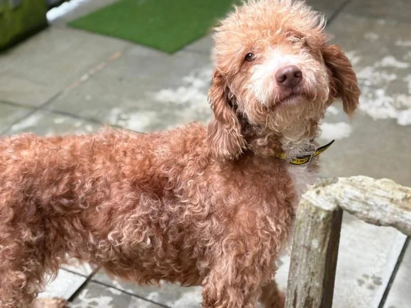 Greta, female young Poodle for adoption at Dogs Trust Shoreham, Shoreham by Sea