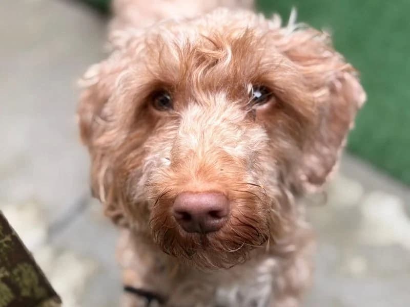 Rita, female young Poodle for adoption at Dogs Trust Shoreham, Shoreham by Sea
