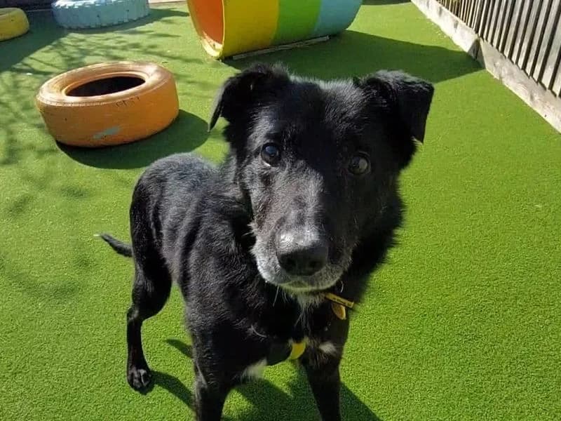 Keeper, male senior Border Collie for adoption at Dogs Trust Shoreham, Shoreham by Sea