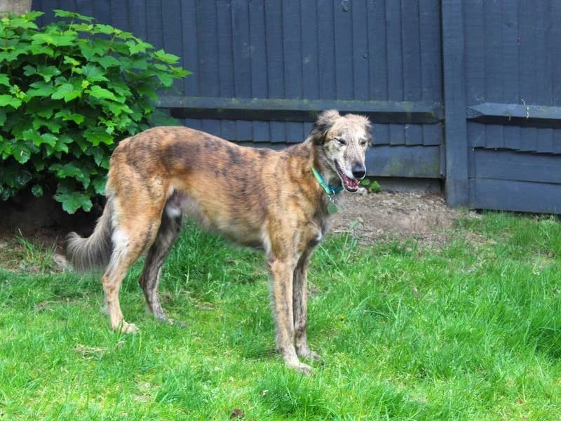 Teddy, male senior Greyhound for adoption at Dogs Trust Shoreham, Shoreham by Sea