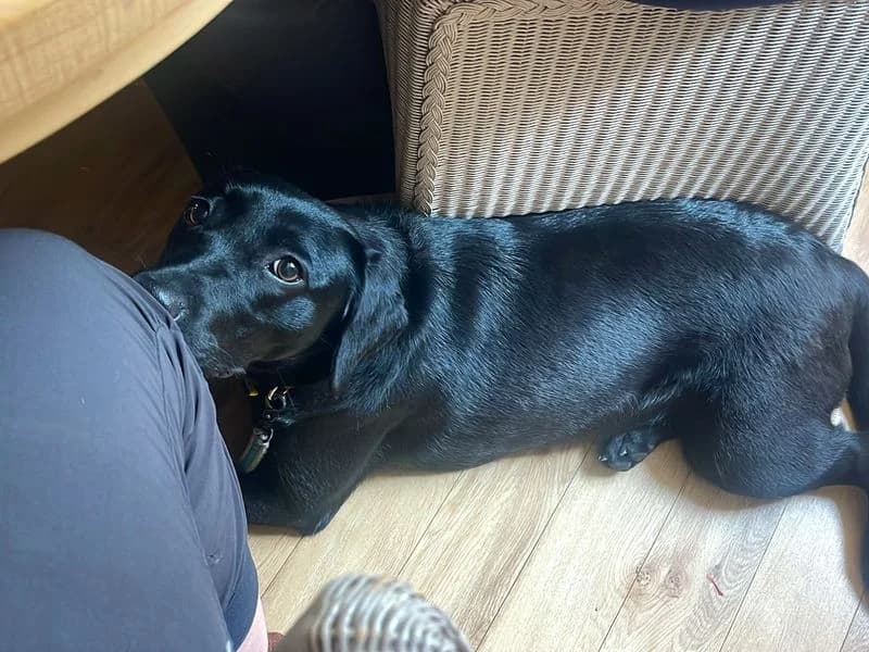 Luna, female young Labrador Retriever for adoption at Dogs Trust Shoreham, Shoreham by Sea