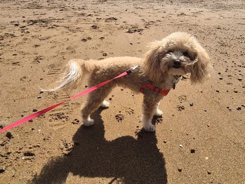 Bella, female 5yo Poodle for adoption at Dogs Trust Shoreham, Shoreham by Sea
