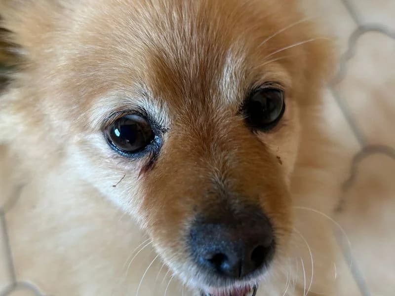 Poppy, female senior Pomeranian for adoption at Dogs Trust Shoreham, Shoreham by Sea